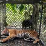Harimau yang Telah Menerkam Tiga Korban Berhasil Ditangkap Tim BKSDA