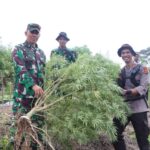 Tim Gabungan Musnahkan 40 Hektar Ladang Ganja di Nagan Raya