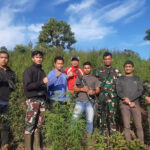 Personil Gabungan Korem 012/Teuku Umar Berhasil Menemukan Ladang Ganja 8,9 Hektar
