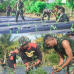 Lahan Ketahanan Pangan Kodim 0107/Aceh Selatan Tanam 1000 Pohon Cabai Besar