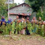 Tekan Inflasi, Babinsa Koramil 03/Kaway XVI Bantu Kelompok Wanita Tani Bunga Melati Panen Kacang Tanah