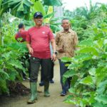 Implementasi Integrated Farming System Sorotan Utama Kunjungan Manajer PT. Potensi Bumi Sakti (PBS) Arsari Group ke Lahan Food Estate Korem 012/TU