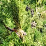 Personel Polres Lhokseumawe Bersama BNN Musnahkan 1,2 Hektar Ladang Ganja di Sawang 