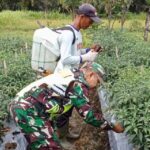 Maksimalkan Hasil Produksi Pertanian, Babinsa Posramil 05/PC Dampingi Petani Rawat Tanaman Cabai Merah
