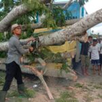 Pohon Tumbang Menimpa Sebuah Mobil Box di Ruas Jalan Padang Tiji